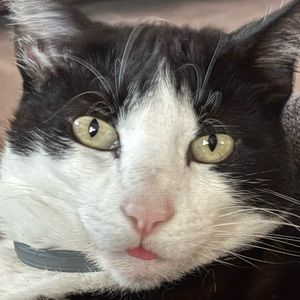 Meet your Posher, Suzanne